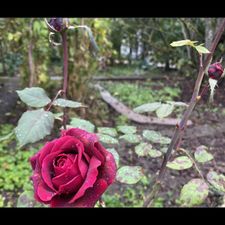 Profile image of BIELER74