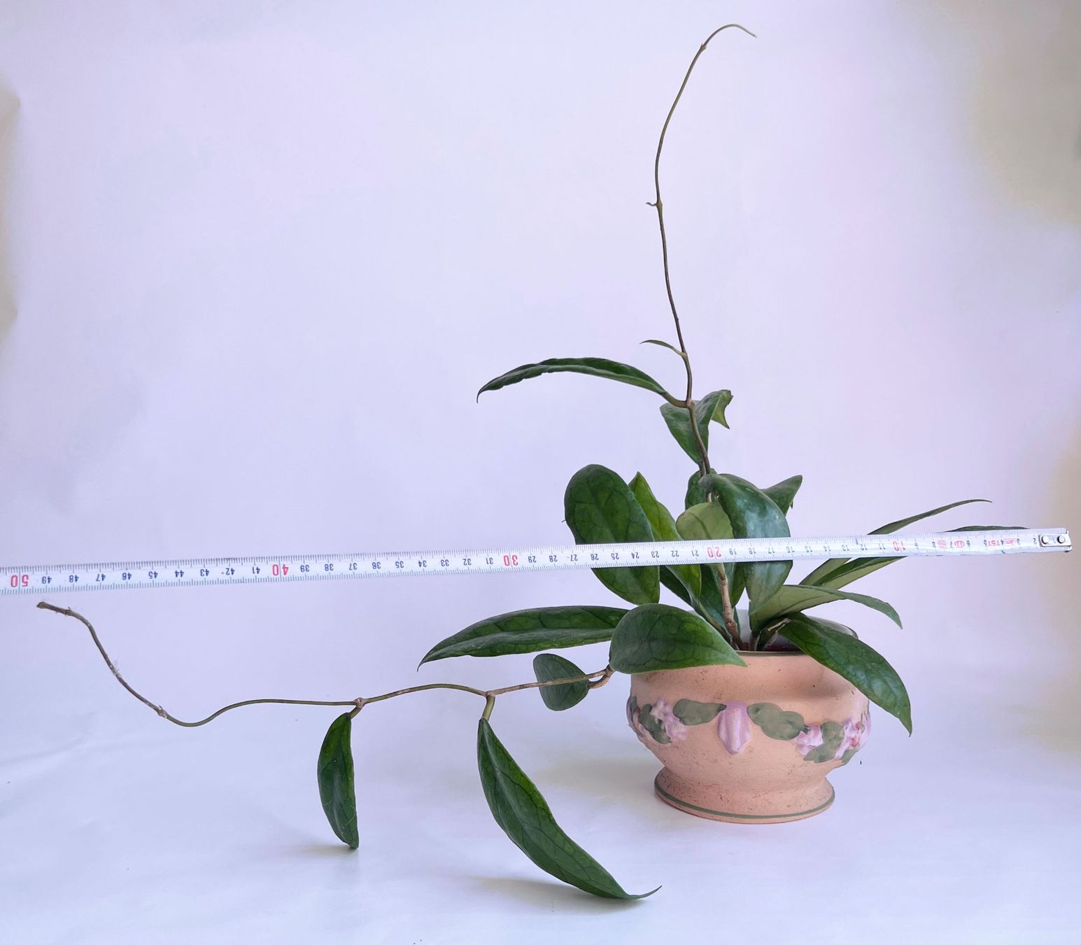 Piante & sementi: Hoya*Finlaysonii ***** – Usato da Dübendorf venduto da Orchid18 3