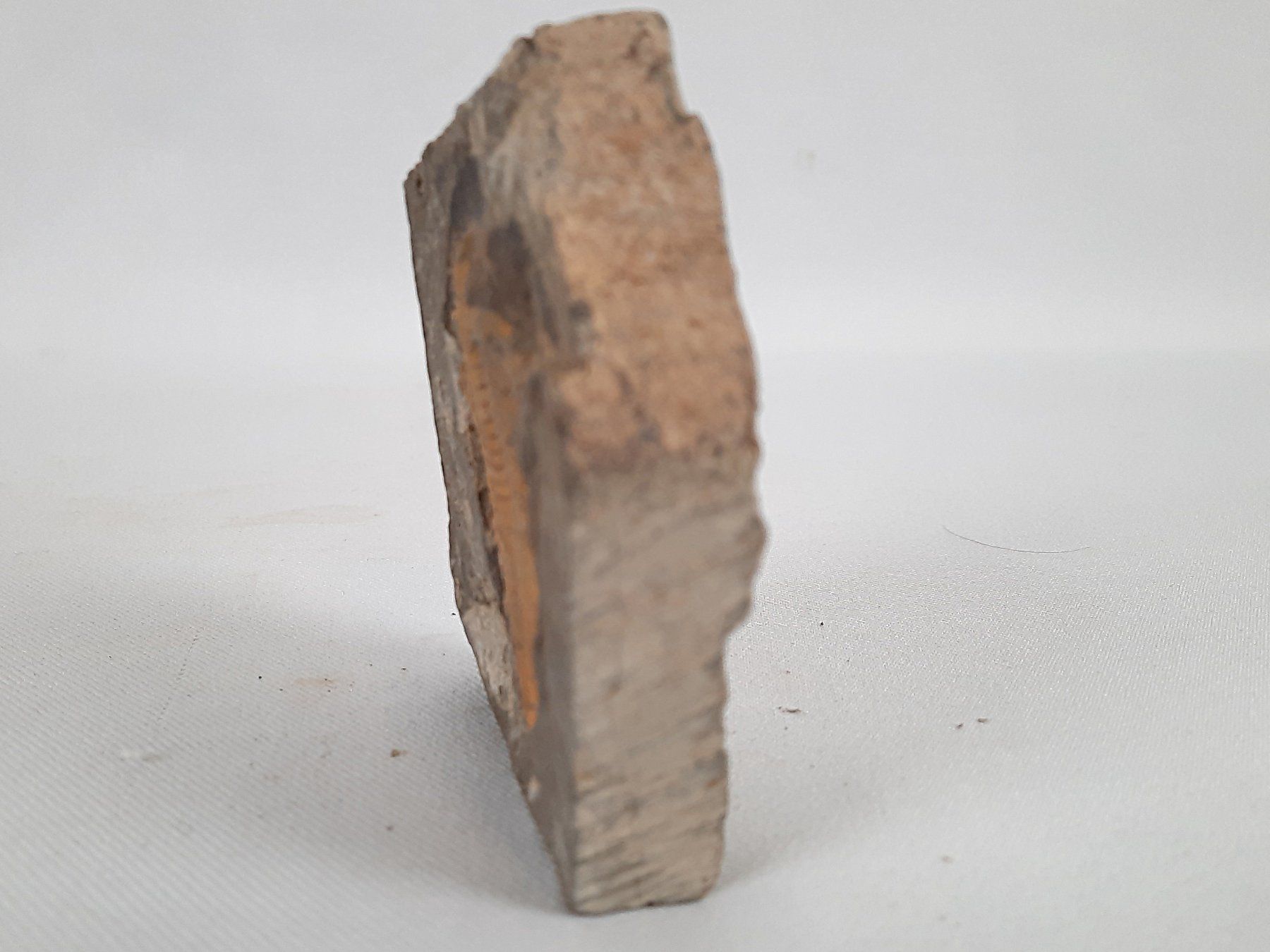 Fossili: Fossile Trilobiten in Matrix – Usato da Beinwil am See venduto da Restwert_Beinwil 6