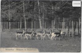 Winterthur - Wildpark im Bruderhaus
