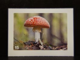MIGROS MANIA Nature Detectives Nr. 15