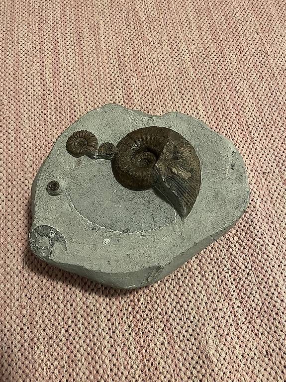 Fossili: Fossilplatte mit 4 Ammoniten, 180 Mio. Jahre – Usato da Chur venduto da sonicservice 4