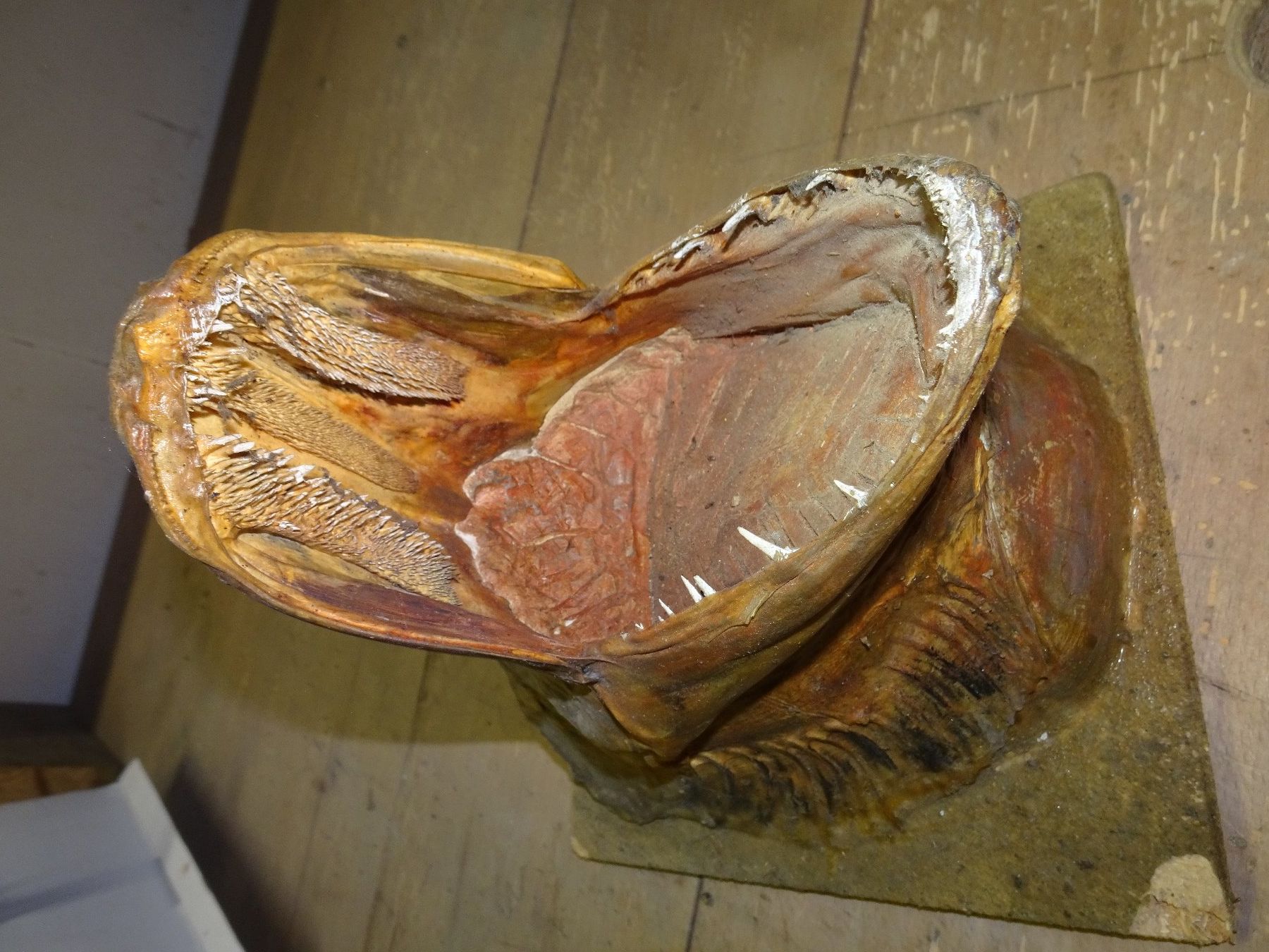 Statuette: Fischkopf – Usato da Bichwil venduto da Silbereule9 1