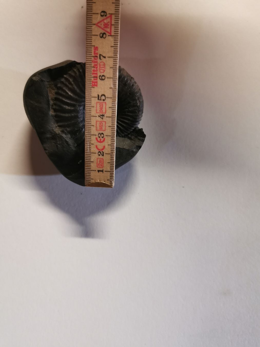 Fossilien: Fossile  noire environ 6 cm. – Gebraucht aus Bulle von pmcavalheiro 2