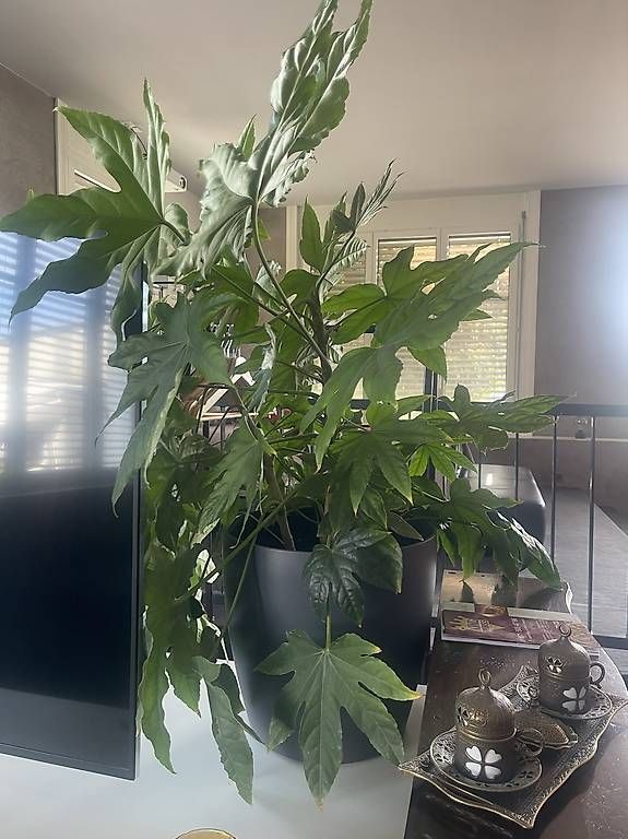 Plantes & graines: Zimmerpflanzen  – D'occasion à Lütisburg Station par ilo_w8vk
