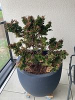 Konifere Nana Gracilis