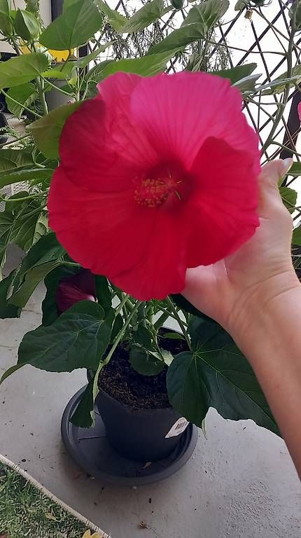 Pflanzen & Samen: Hibiskus Busch  – Gebraucht aus Rothrist von tro_567r 4