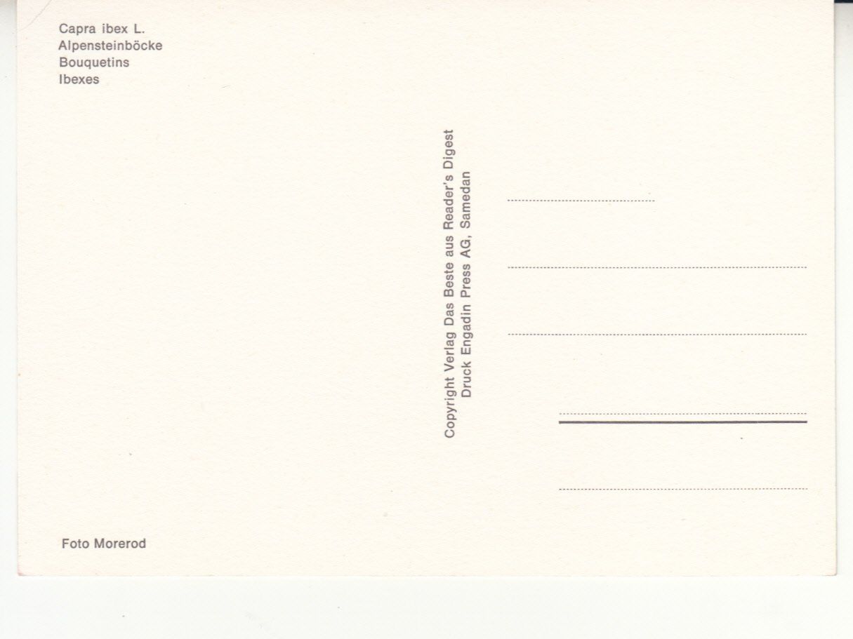 Ansichtskarten: Steinböcke ca. 1980 – Gebraucht aus Bürglen TG von StampGraf 1