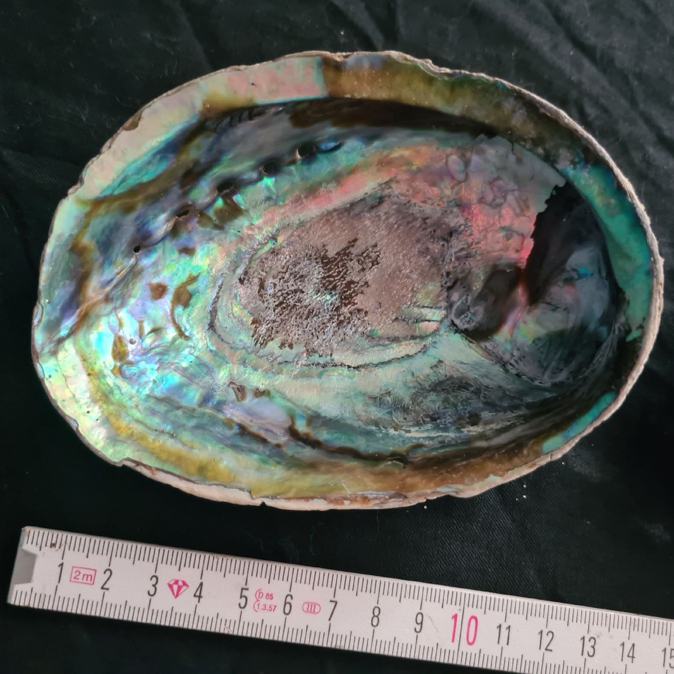 Fossilien: Abalohne, Seeohrschnecke, 2Stk – Gebraucht aus Zuzwil SG von mko_6m7z 1