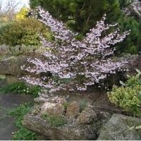 Cerisier à fleurs nain 'Kojo No Mai' 3x