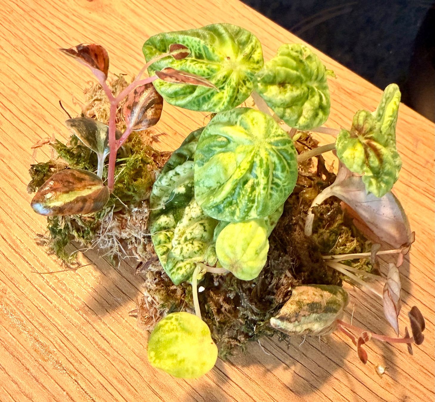 Piante & sementi: Peperomia diverse Ableger – Usato da Kaiseraugst venduto da dka_b97z