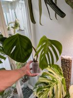 Monstera Deliciosa Sierrana