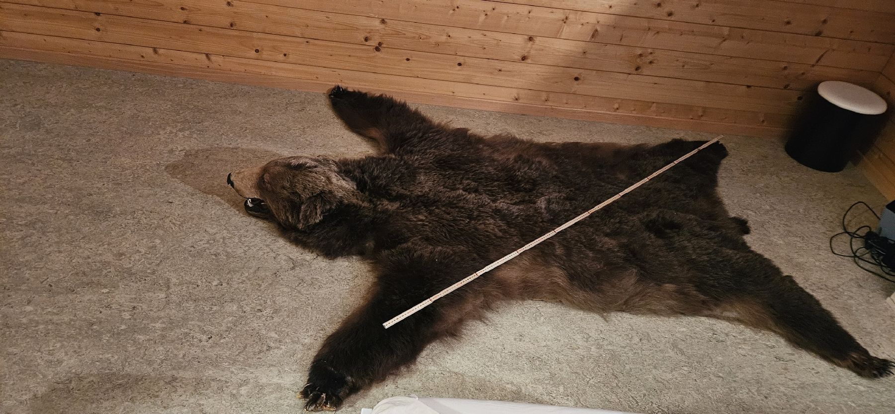 Tapis: bear skin rug – D'occasion à Rougemont par 911__