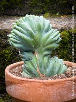 Myrtillocactus Geometrizans Blue Cristata - wie 1Skulptur