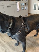 Hundegeschirr Trixie Gr. M/L