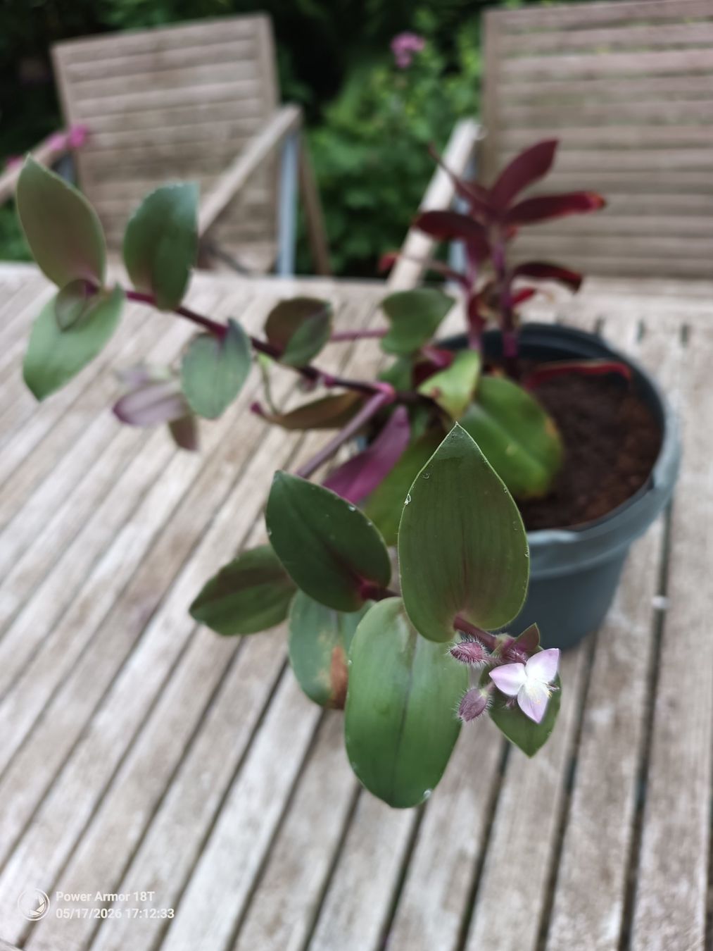 Piante & sementi: Tradescantia fluminensis-Variante – Usato da Winterthur venduto da Kristiinag 3