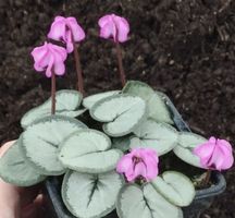 Seltenheit! CYCLAMEN COUM  CYBERIA H 15 cm, winterhart