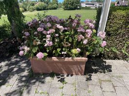 Ortensia mit Behälter