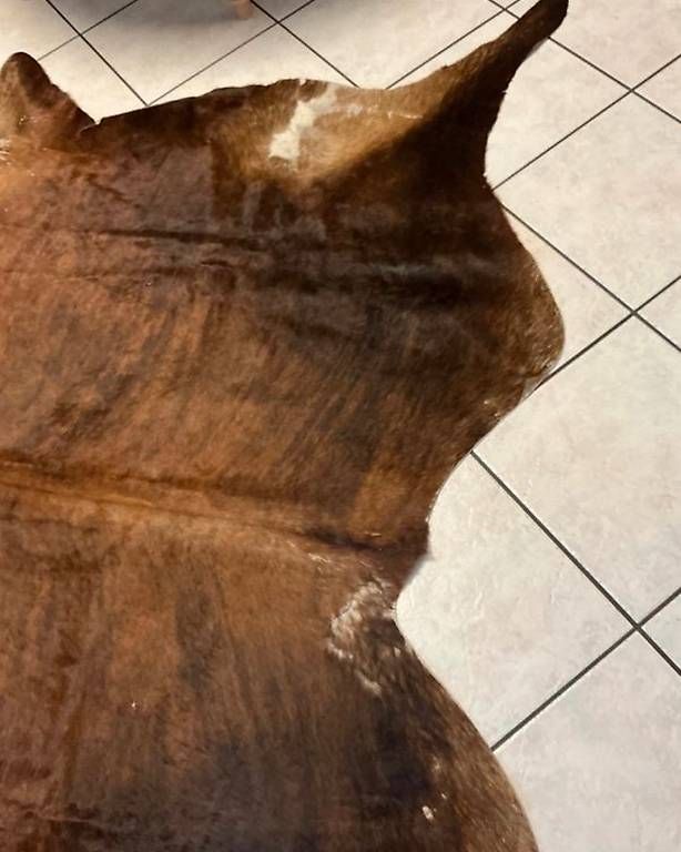 Tappeti: Tapis peau de vache véritable – Usato da Vessy venduto da M974 2