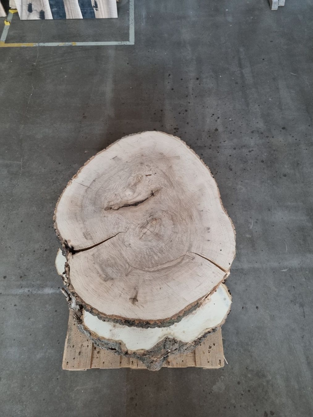 Holzartikel: Esche Baumscheibe Salontisch Baumstammtisch Couchtisch 12cm – Gebraucht aus Rheineck von Dein_Wunschholz 1