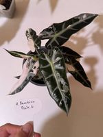 Alocasia Bambino Pink Variegata