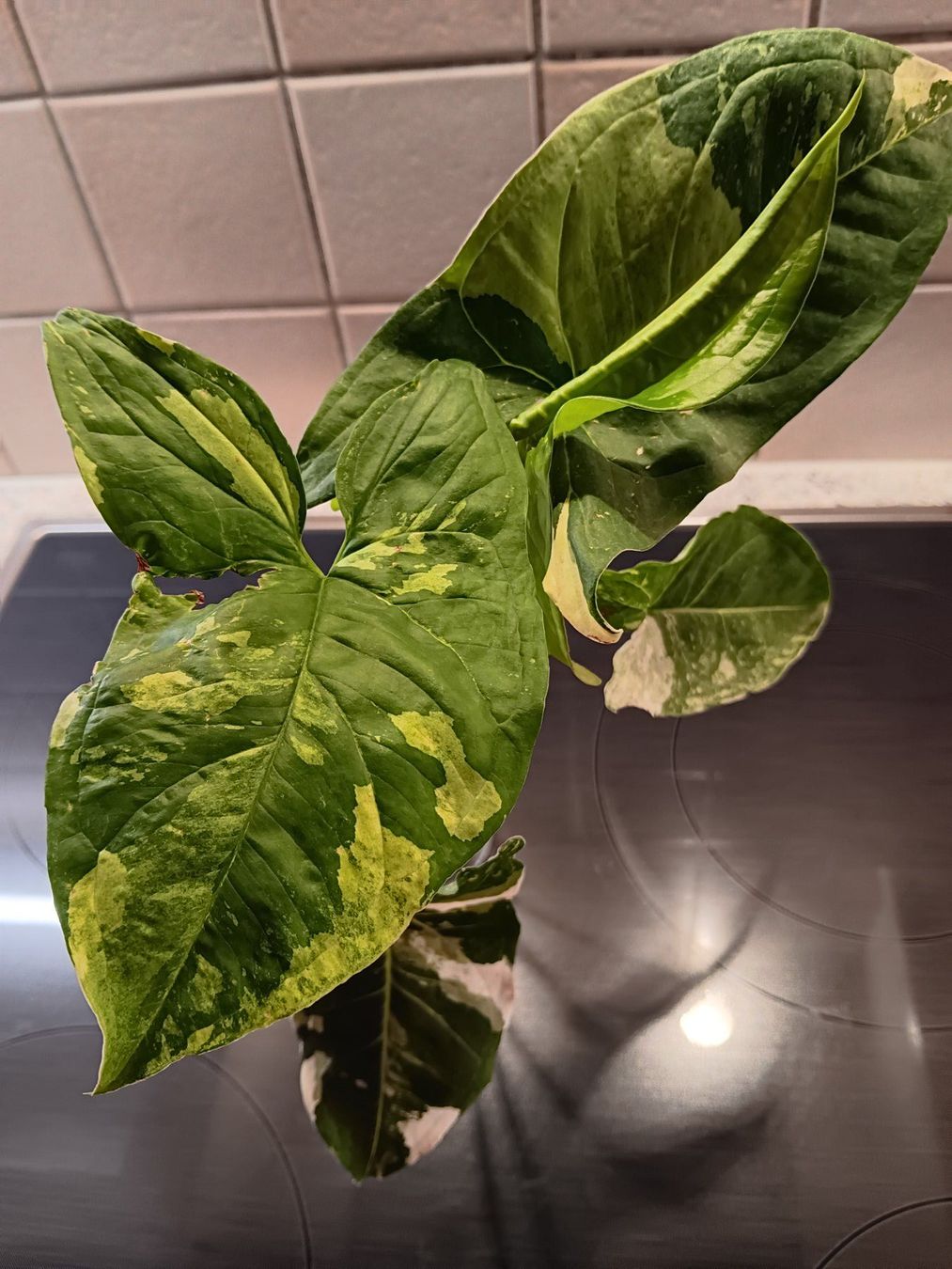 Piante & sementi: Syngonium Paket – Usato da Neerach venduto da Pudelmax 5