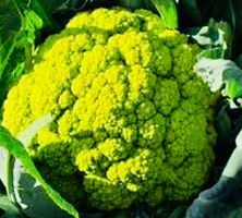Ab 5.-fr 10 Samen Grüner Blumenkohl Chou-Fleur vert MACERATA