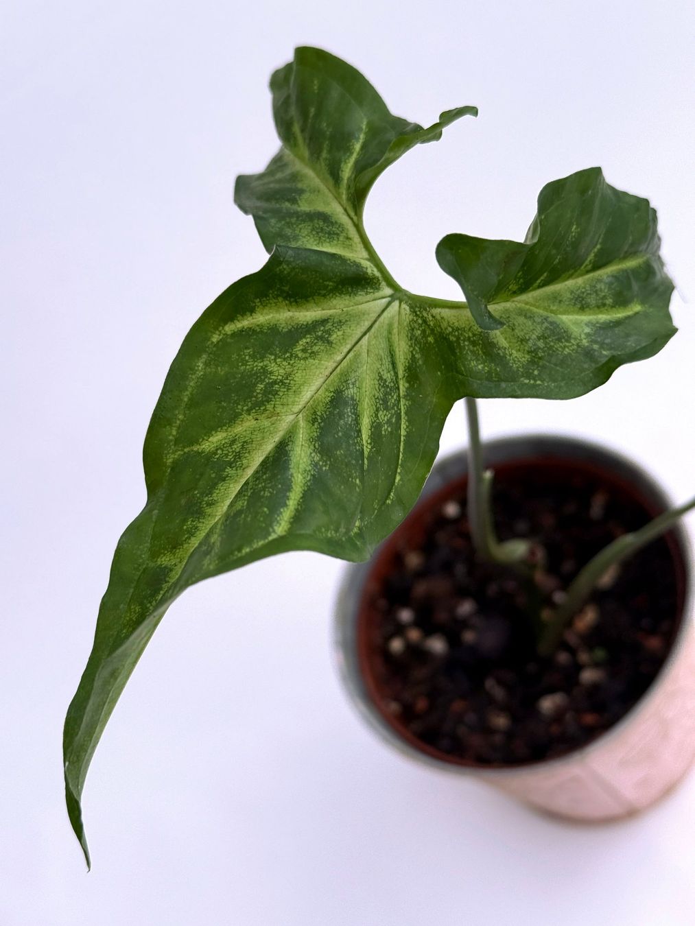 Piante & sementi: Syngonium angustatum***** – Nuovo (secondo la descrizione) da Dübendorf venduto da Orchid18