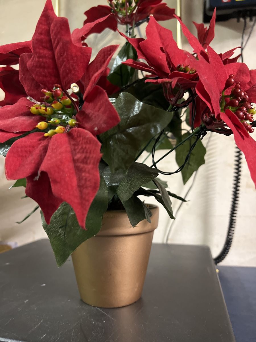 Leuchtende Kunstblume Weihnachtsstern (d) (Gebraucht) in Rorschach fr CHF  7  mit Lieferung auf Ricardo kaufen