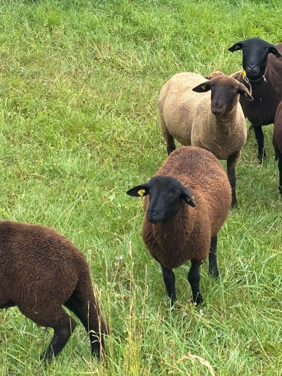 Futter: Schafbock sbs – Gebraucht aus Zuzgen von Deutzfahr00 3