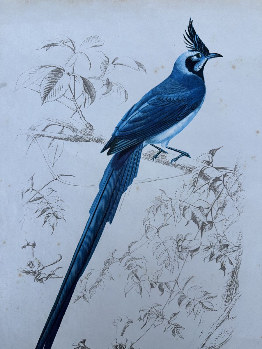 Grafica & Litografie: alte Vogel illustration - Charles d‘Orbigny – Usato da Zürich venduto da frauflufelberg 1