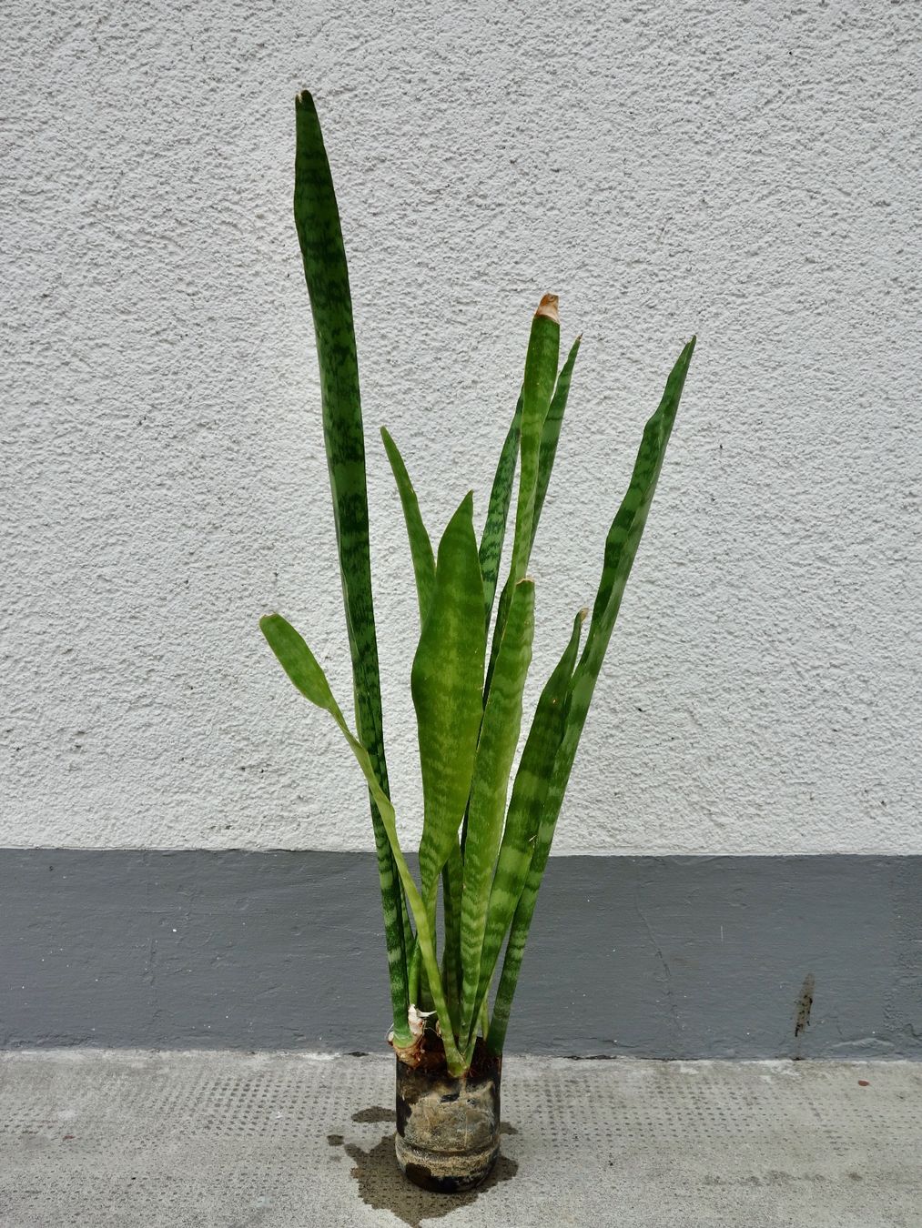 Piante & sementi: Bogenhanf Sansevieria Trifasciata – Nuovo (secondo la descrizione) da Kerzers venduto da zimmergruener 2