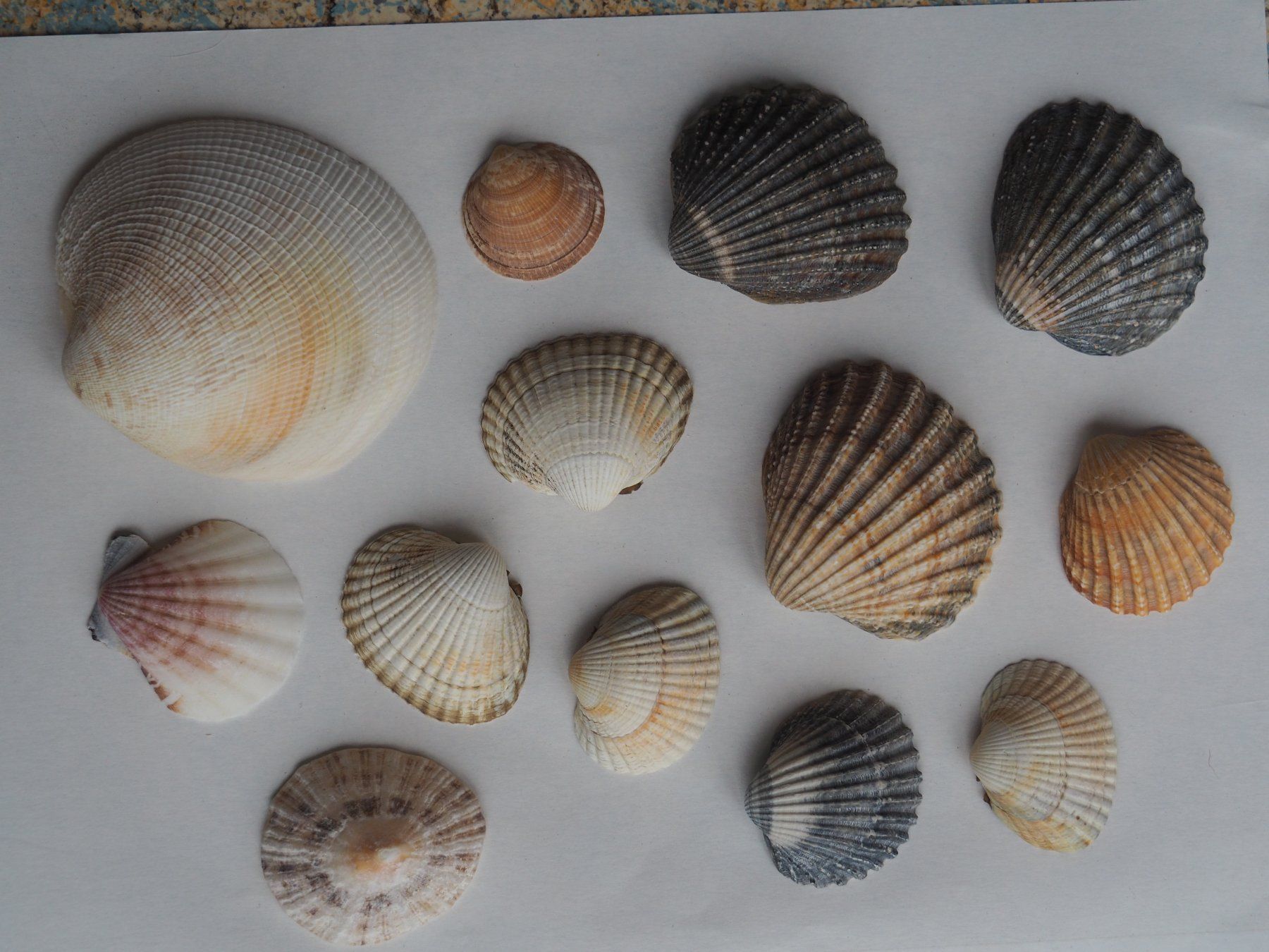 Alle Dekorationen: Muscheln 13x – Neu (gemäss Beschreibung) aus Wittenbach von Nirual01