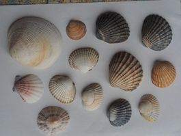 Muscheln 13x