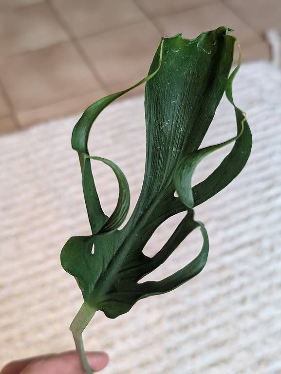 Piante & sementi: Monstera Deliciosa Unniiae – Nuovo (secondo la descrizione) da Faulensee venduto da plantmama