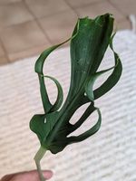 Monstera Deliciosa Unniiae