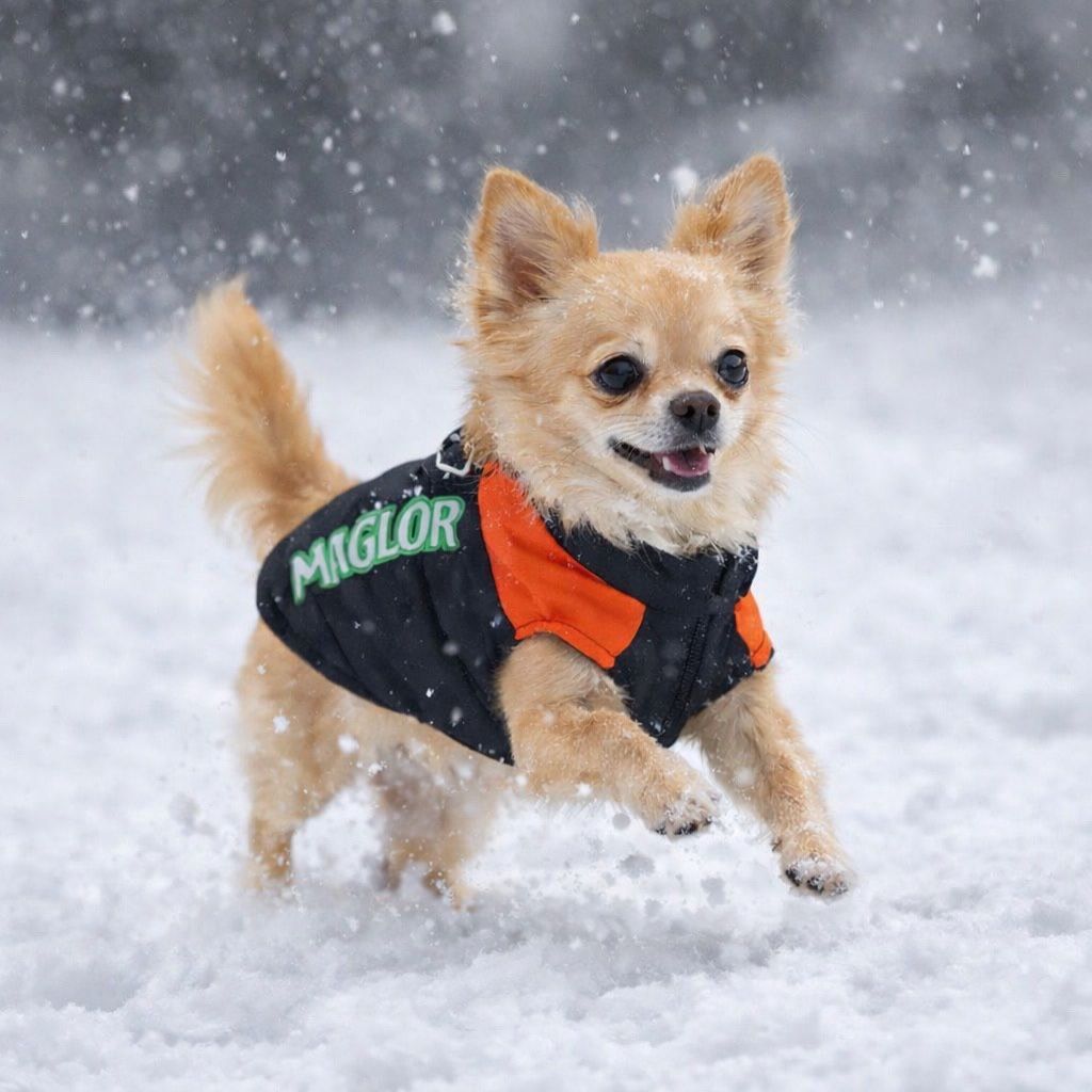 Abbigliamento: Hunde Jacken NEU – Nuovo (secondo la descrizione) da Mols venduto da Mikail.zey01 1
