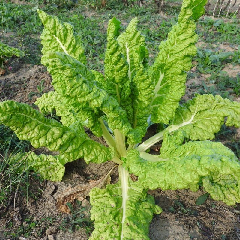 Piante & sementi: Blette Poirée Bette LUCULLUS 20g – Nuovo (secondo la descrizione) da Bremblens venduto da FIBONACCI369 1