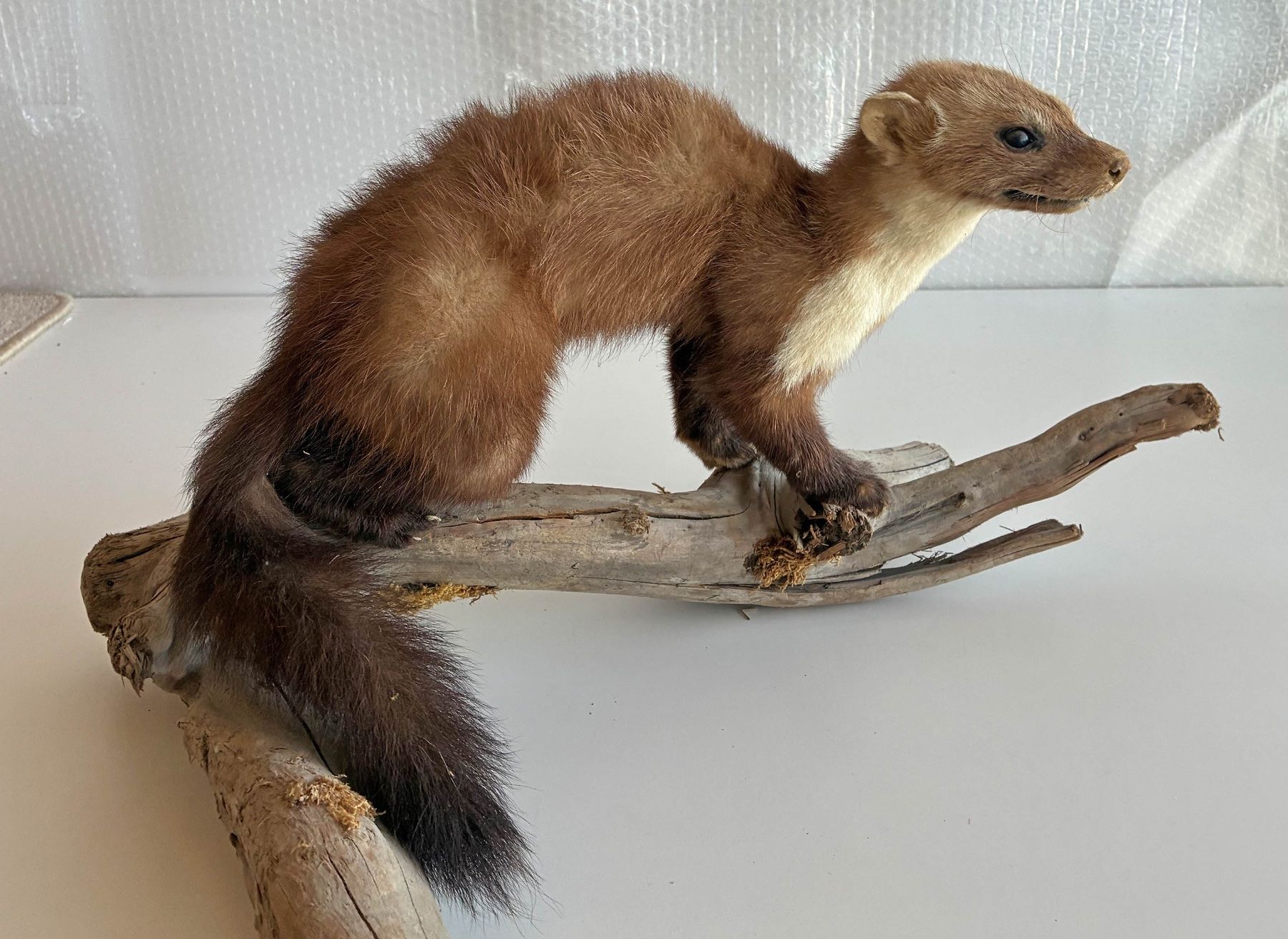 Monde des animaux: Iltis auf Wurzel – D'occasion à Bäretswil par robsonantik 1