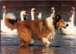 Postkarte mit Hund für Tierfreunde