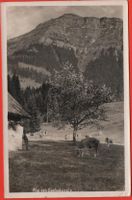 KÜSSNACHT Rigi von Seebodenalp - Bauer mit Kühen