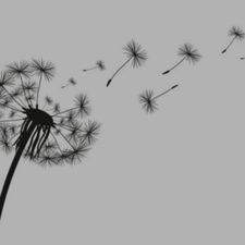 Profile image of Pusteblume_3