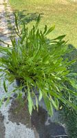 Mädchenauge (Coreopsis verticillata) - Pflanze!