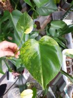 🏵️ Monstera Yellow Marilyn (large form) - Ableger