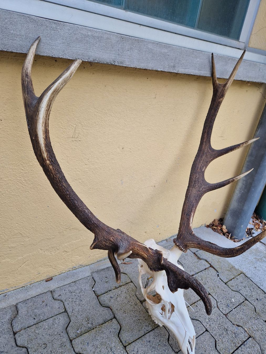 Sonstiges zum Sammeln & Seltenes: Hirsch geweih – Gebraucht aus Wetzikon ZH von Hella73 2