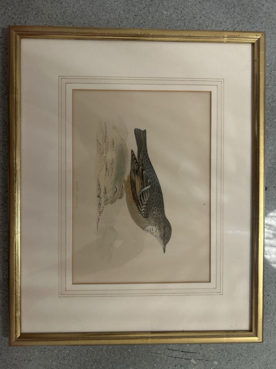 Poster & Bilder: Gerahmte Vogelillustration Alpine Accentor – Gebraucht aus schaffhausen von xja_8fwh
