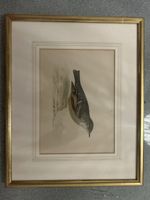 Gerahmte Vogelillustration Alpine Accentor
