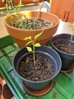 Cayenne Chili Pflanze im Topf