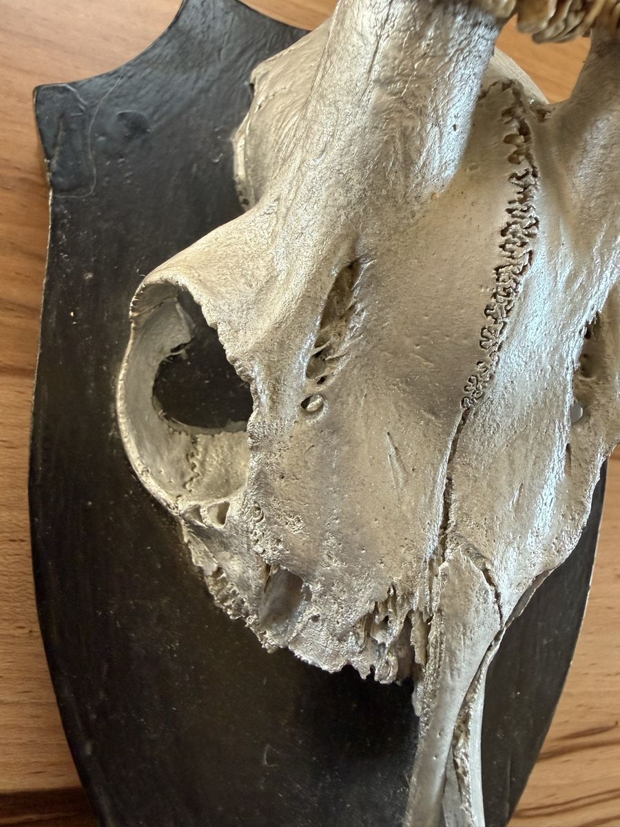 Alle Dekorationen: Rehschädel Airbrush silber – Gebraucht aus Grenchen von Bastet007 3