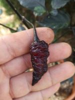 Naga Twister Black 5g  ( Piment brésilien rare )